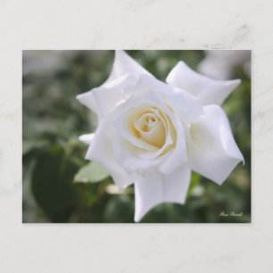 Rosa Pascali : Carte postale
