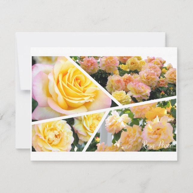 Rosa Peace [Flat Card] (Devant)
