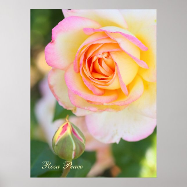 Rosa Peace [Valeur Affiche Papier] (Devant)