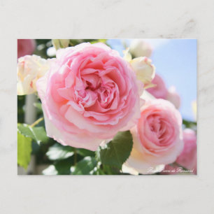 Rosa Pierre de Ronsard : Carte postale