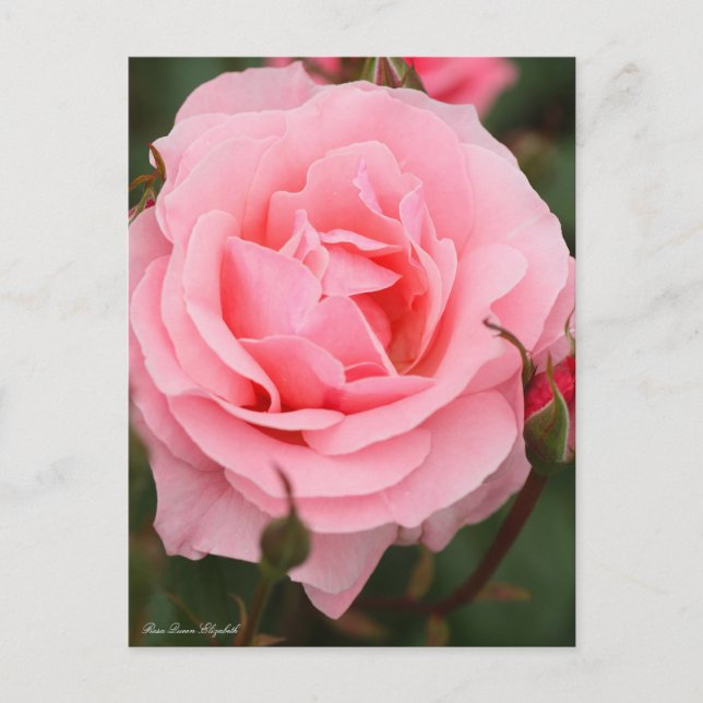 Rosa Queen Elizabeth : Carte postale (Devant)