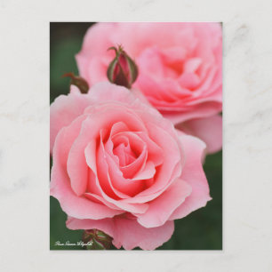 Rosa Queen Elizabeth : Carte postale