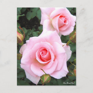 Rosa Rose de mariée : Carte postale