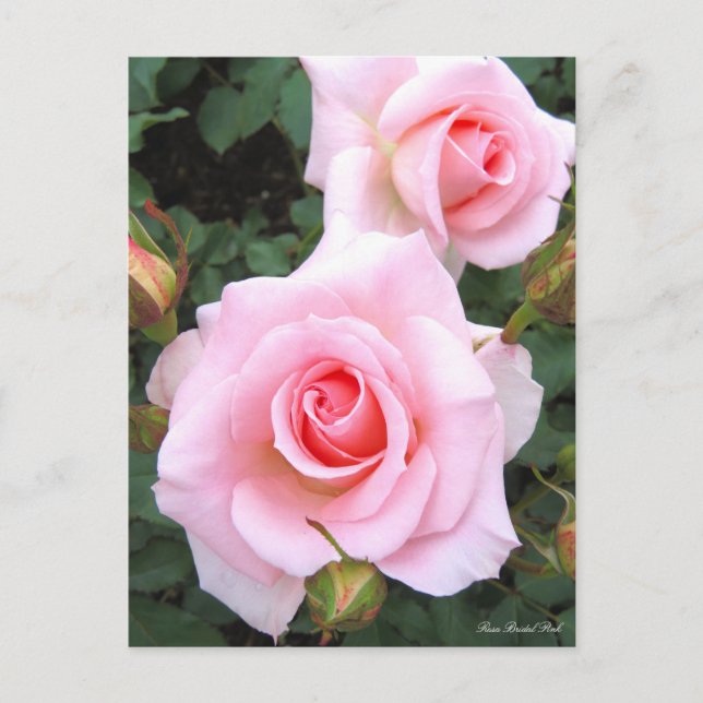 Rosa Rose de mariée : Carte postale (Devant)