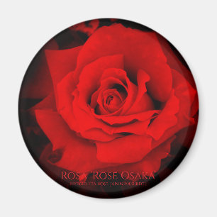 Rosa ‘Rose Osaka’ : aimant rond