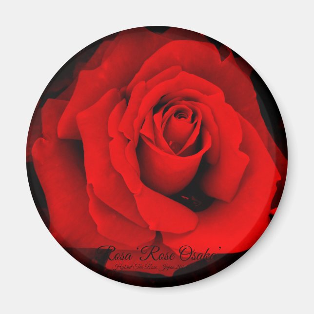 Rosa ‘Rose Osaka’ : Aimant Rond (Devant)