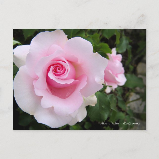 Rosa‘Soshun’ : Carte postale (Devant)