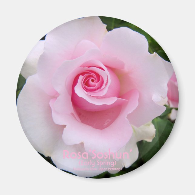 Rosa‘Soshun’：Round Magnet (Devant)