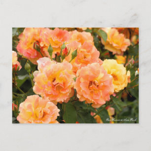 Rosa Souvenir de Anne Frank : Carte postale