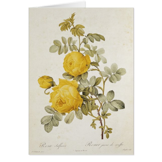 Rosa Sulfurea des 'roses de Les (Devant)
