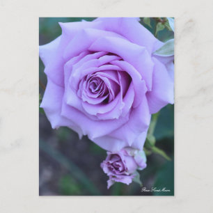Rosa Sweet Moon : Carte postale