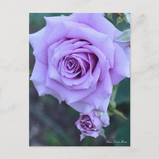 Rosa Sweet Moon : Carte postale (Devant)