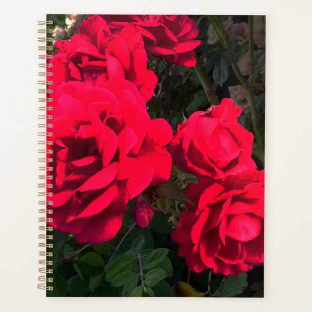 Rosarium de Red Roses (Devant)