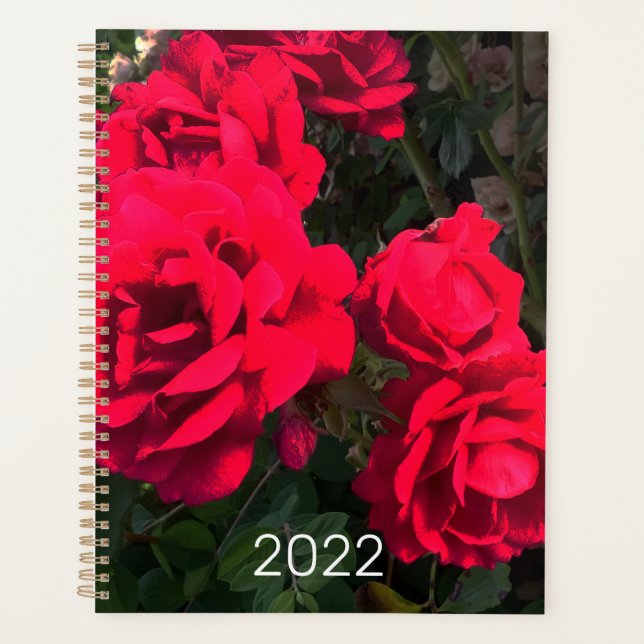 Rosarium Red Roses 2022 (Devant)