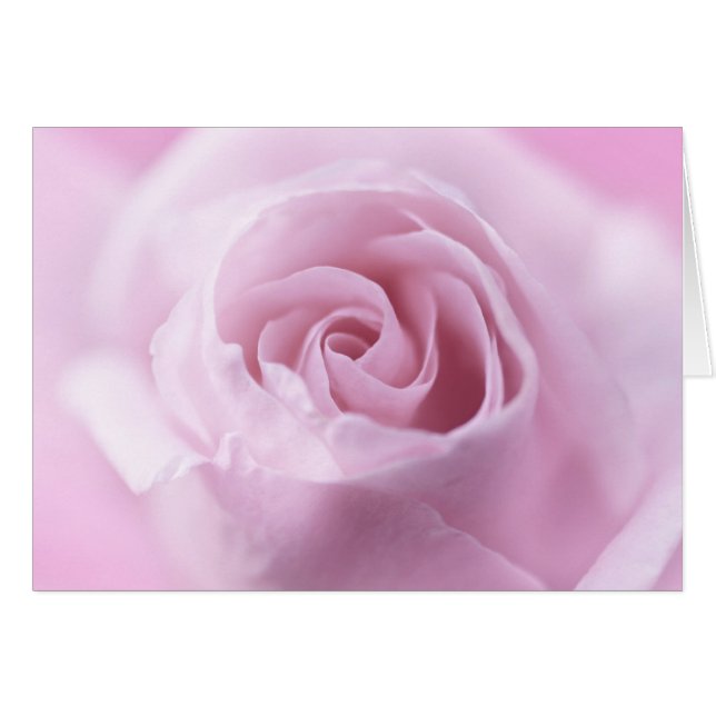 Rose (Devant horizontal)