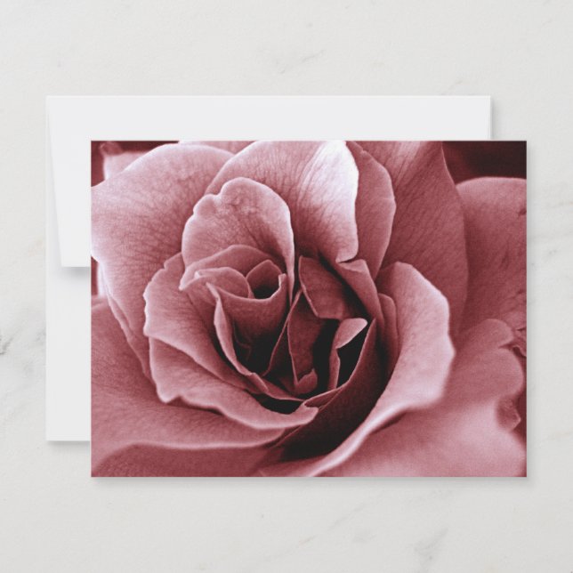 Rose (Devant)