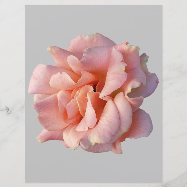 rose (Devant)