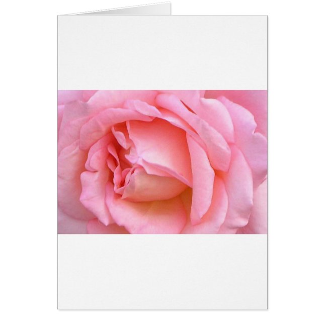 ROSE (Devant)