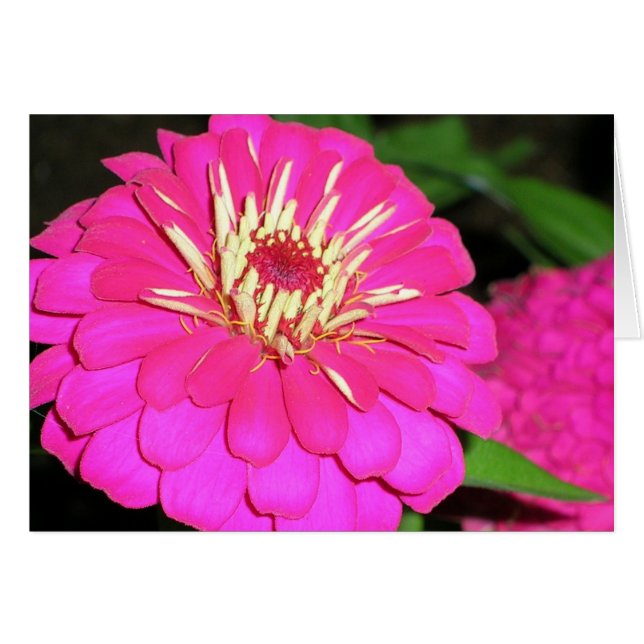rose (Devant horizontal)