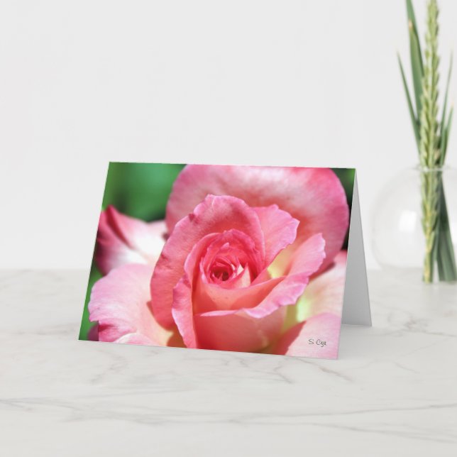 Rose (Devant)