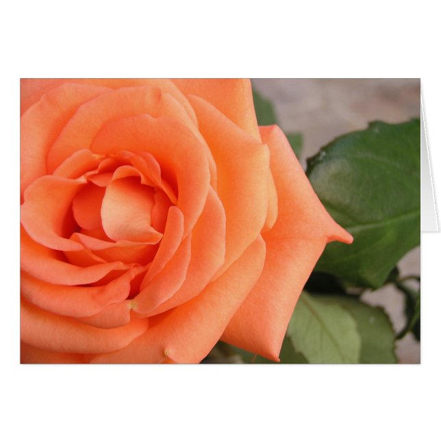 Rose (Devant horizontal)