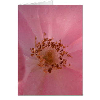 Rose 1 de rose