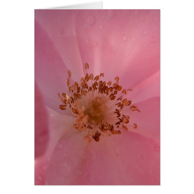Rose 1 de rose (Devant)