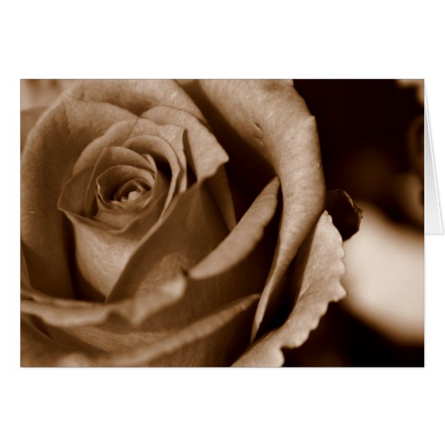 Rose à Sepia (Devant horizontal)