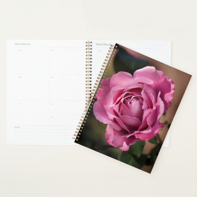 Rose Angel Face (Devant avec enveloppe)