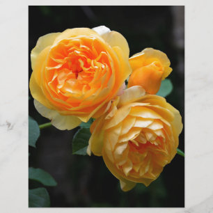 Rose anglais jaune
