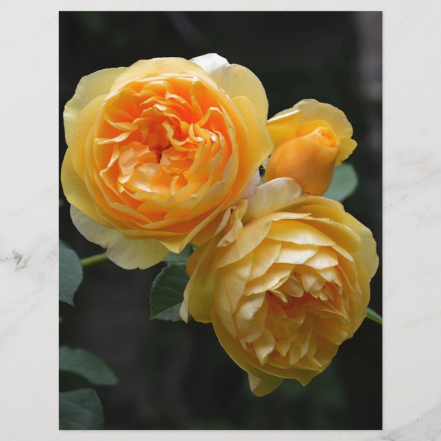 Rose anglais jaune (Devant)