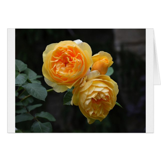 Rose anglais jaune (Devant horizontal)