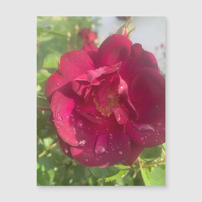 Rose après pluie (Devant)