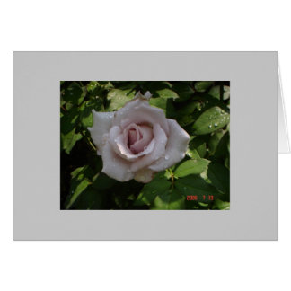 rose argent sterling