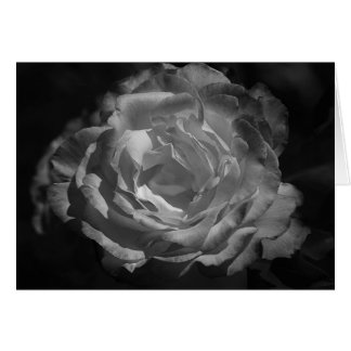 Rose argenté