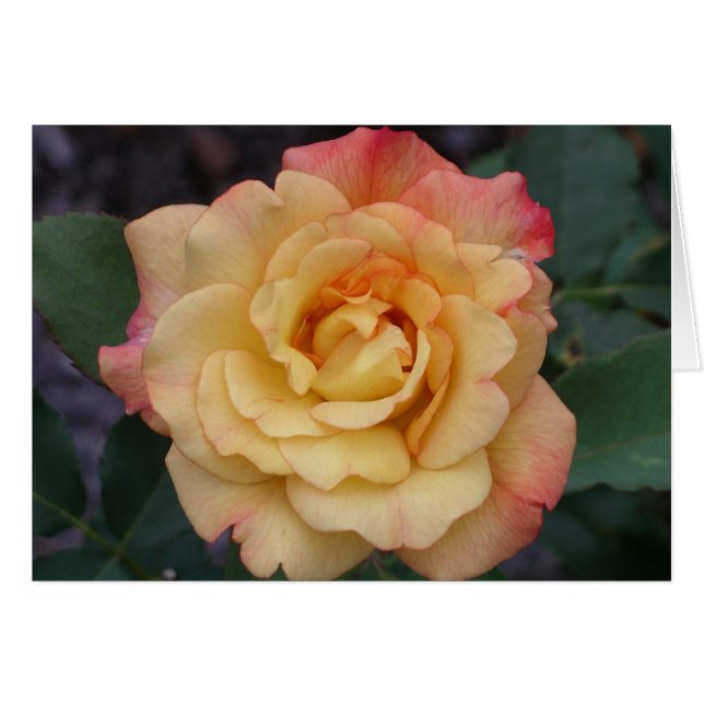 Rose Beautiful Pink and Yellow Floral (Devant horizontal)