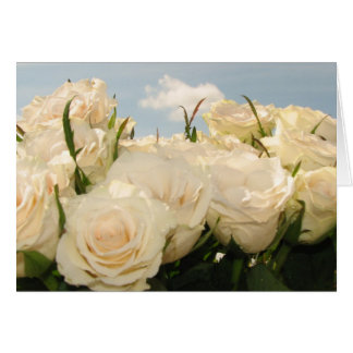 Rose blanche