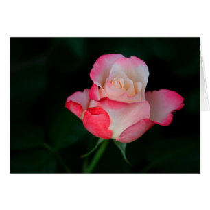 Rose blanche