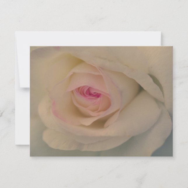 Rose Blanche (Devant)
