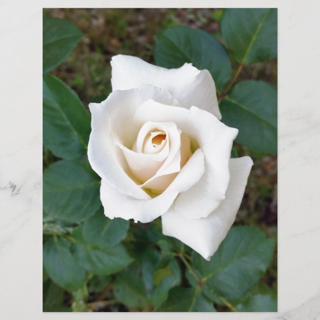rose blanche (Devant)
