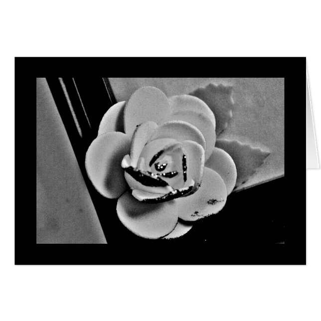 Rose blanche (Devant horizontal)