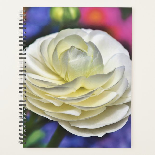 Rose blanche (Devant)