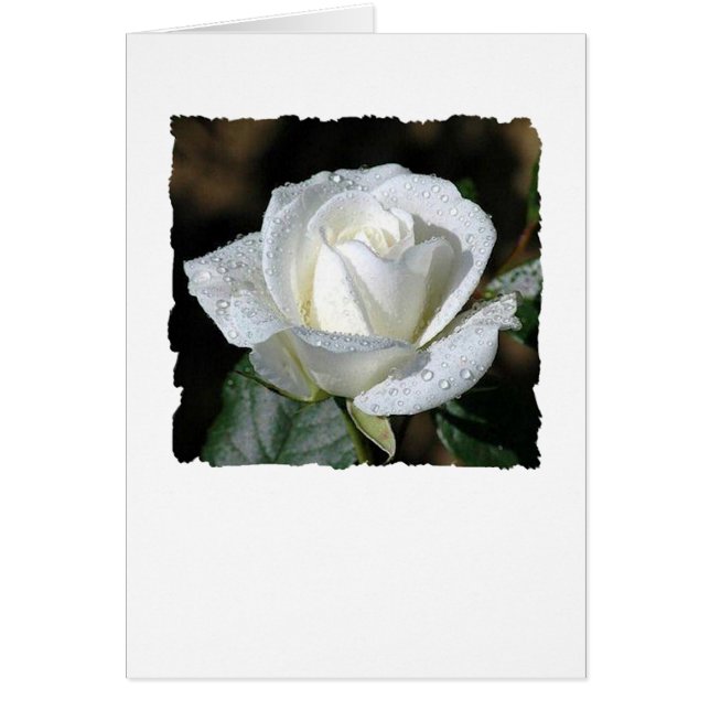 Rose blanche à la mâche (Devant)