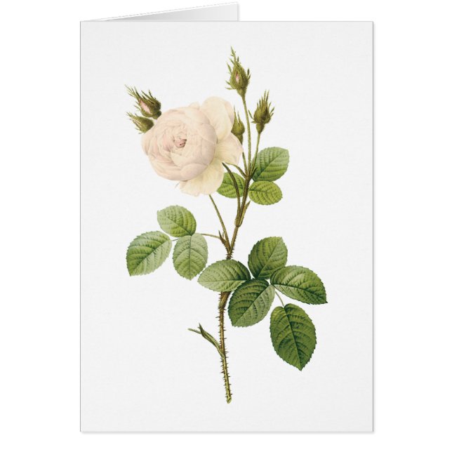 rose blanche (Rosa campanulata alba) par Redouté (Devant)