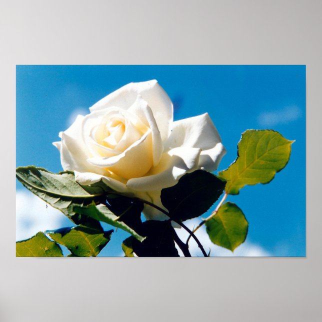Rose blanche sous affiche bleu ciel (Devant)
