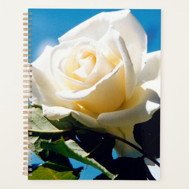 Rose blanche sous ciel bleu (Devant)