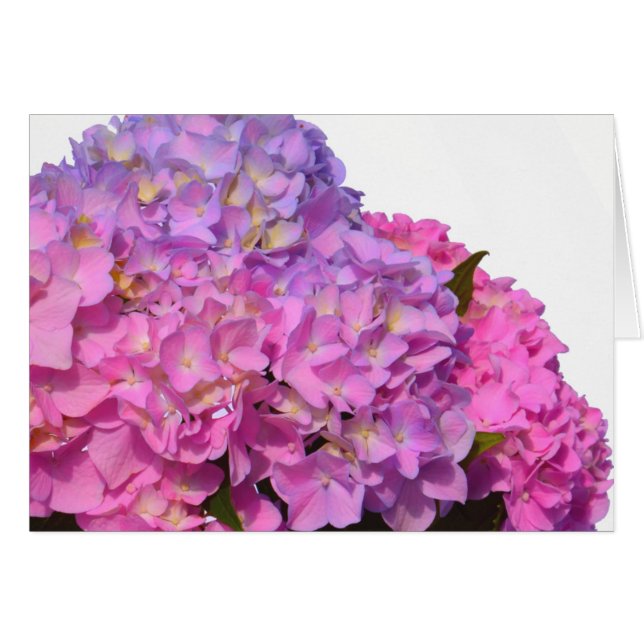 Rose Blue Hydrangeas élégantes fleurs rose violet (Devant horizontal)
