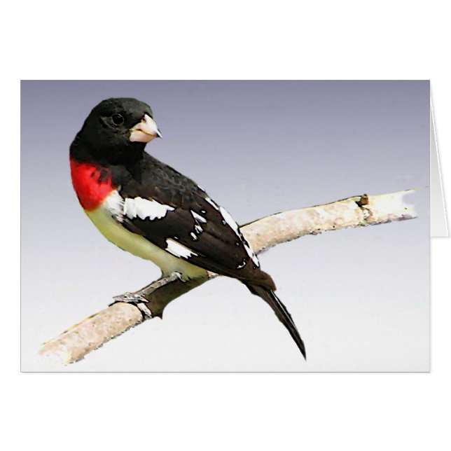 Rose-breasted Grosbeak Blank Card (Devant horizontal)