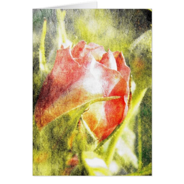 Rose Bud (Devant)