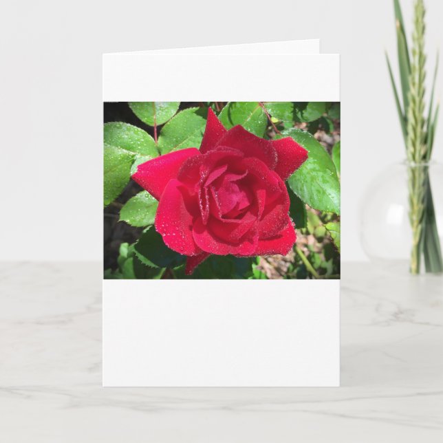 Rose, carte (Devant)